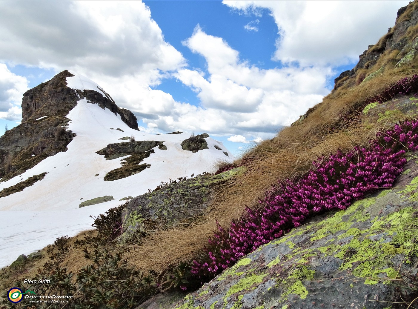 50 Erica fiorita al sole, cima nord dei Tre Pizzi  (2167 m) ancora ben innevata.JPG